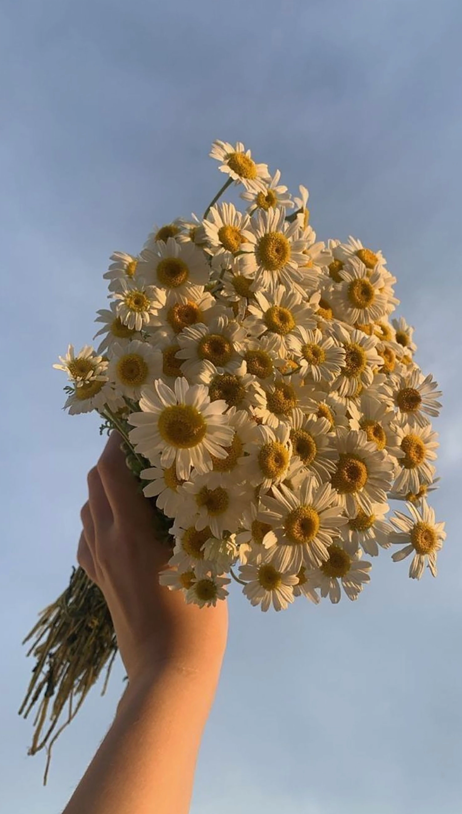 Hình nền cúc trắng cho điện thoại phong cách chill