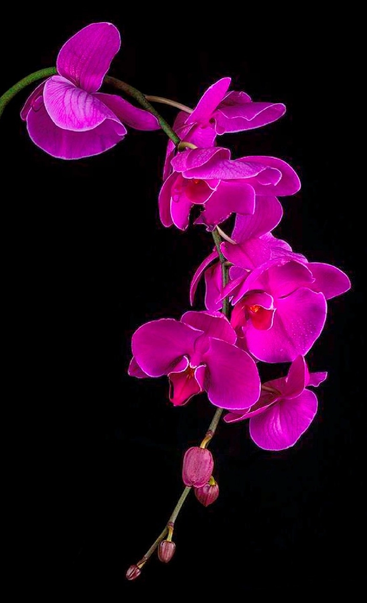 Hình nền đẹp và sang trọng