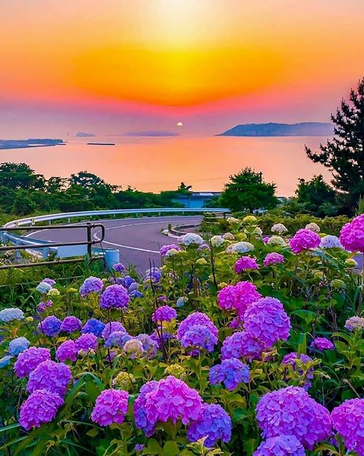 Hình nền điện thoại bông hoa cẩm tú cầu tròn xoe dễ thương