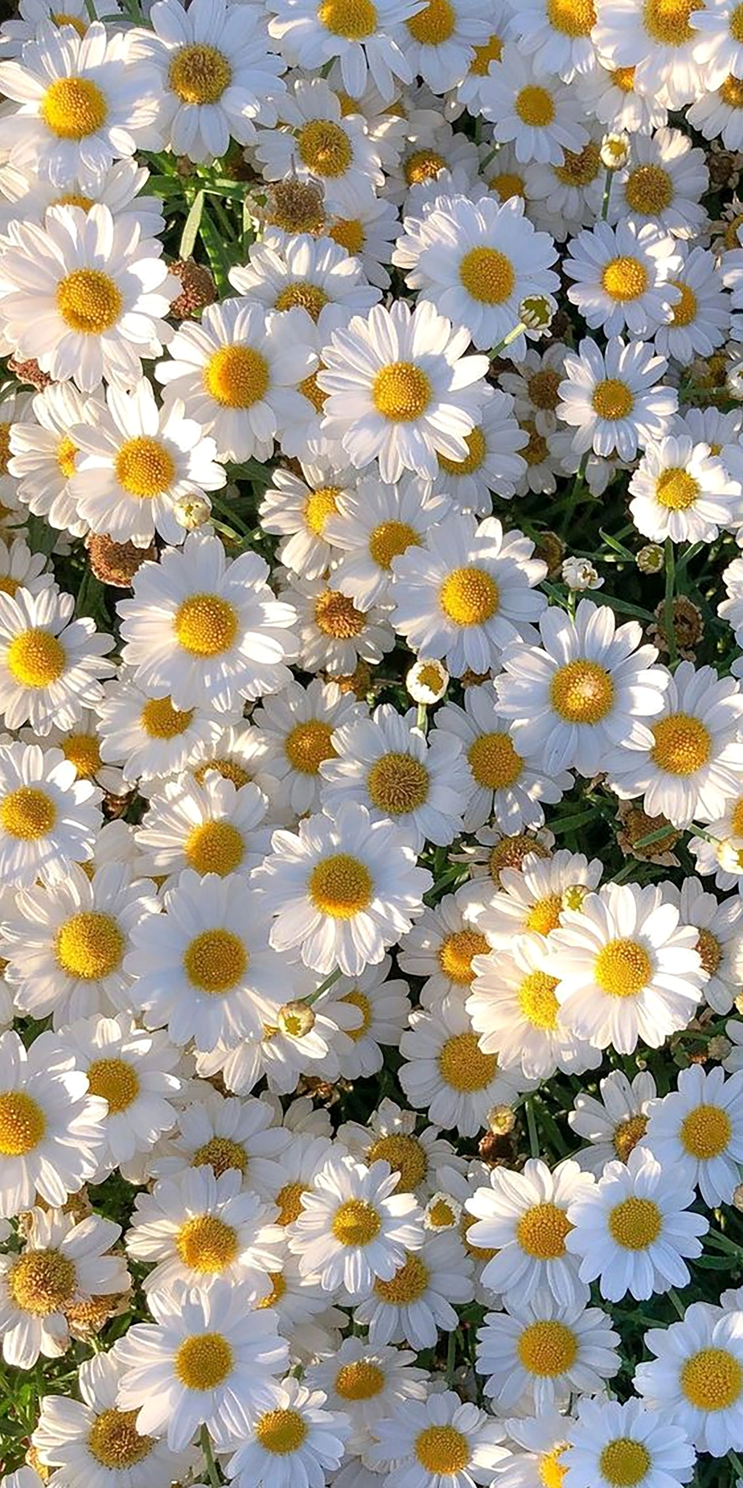 Hình nền điện thoại bông hoa cúc họa mi trắng muốt tinh khôi