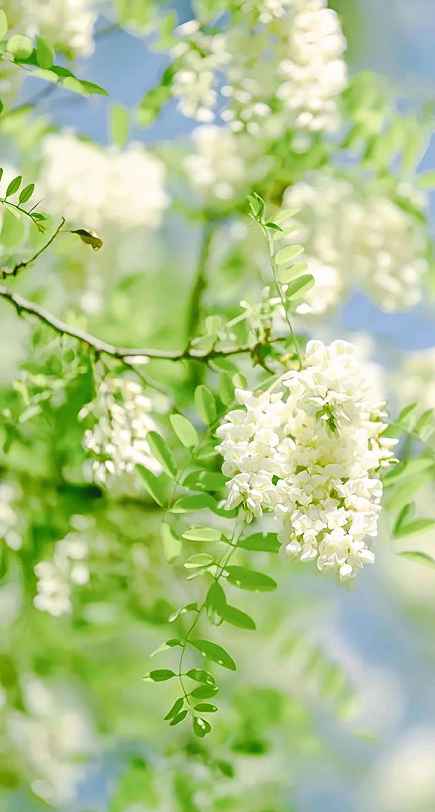 Hình nền điện thoại bông hoa lưu ly màu xanh dịu mát nhẹ nhàng