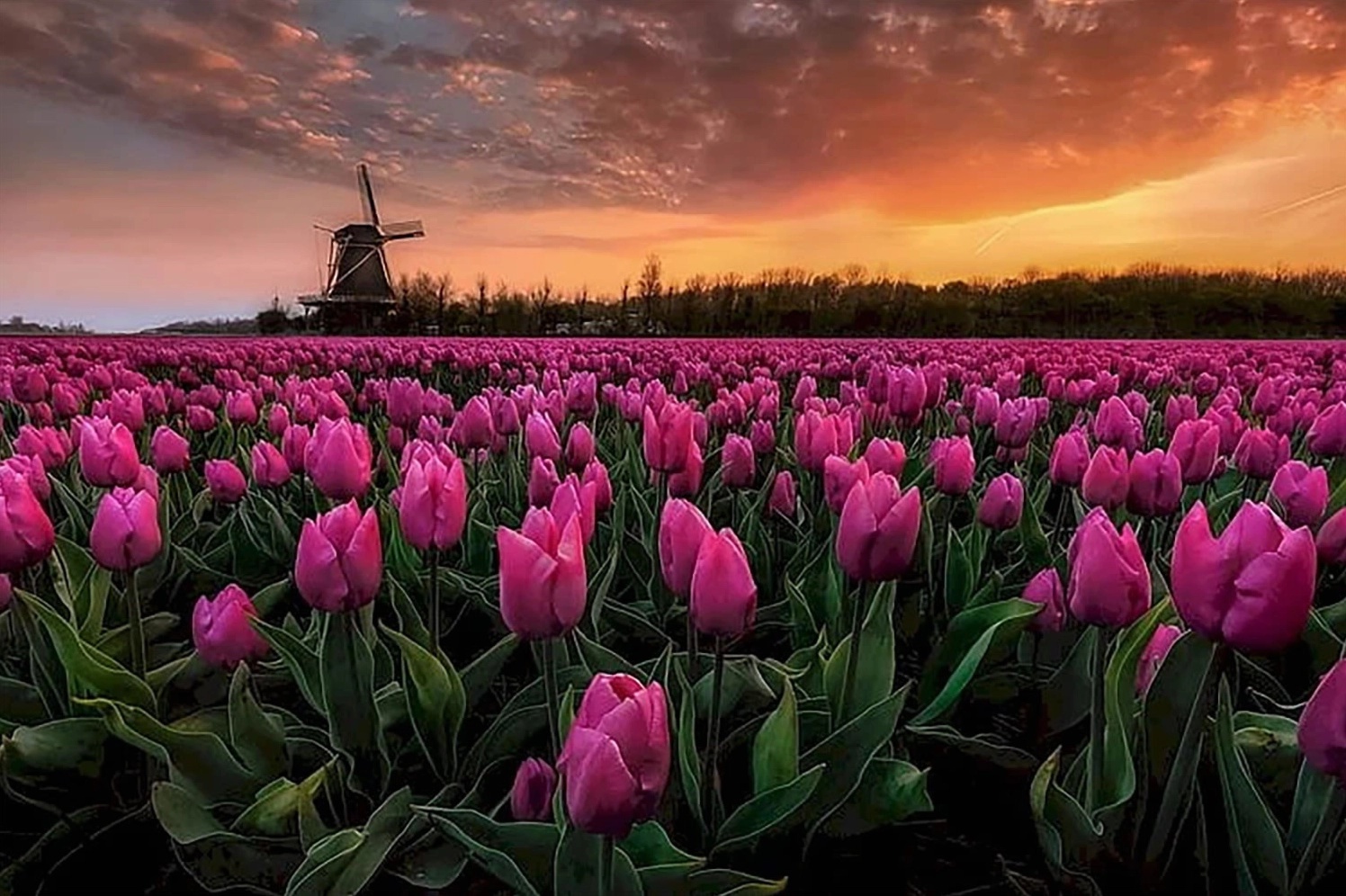 Hình nền điện thoại bông hoa nhiều màu sắc rực rỡ tươi sáng