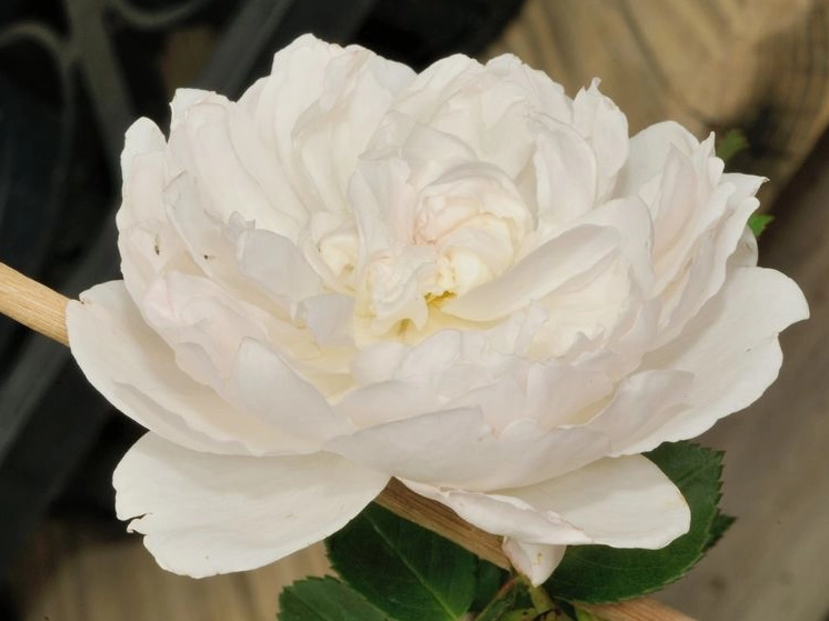 Hình nền điện thoại hoa mẫu đơn 4k siêu nét