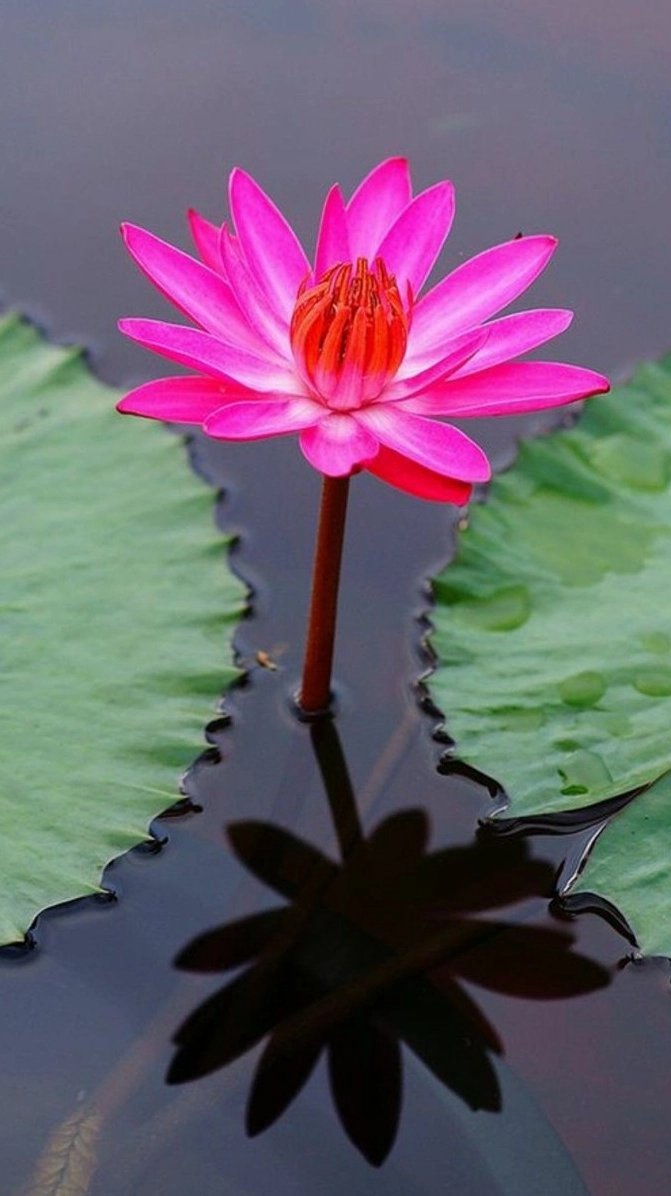 Hình nền điện thoại hoa súng dọc tuyệt đẹp