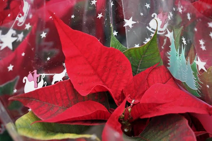 Hình nền điện thoại hoa trạng nguyên đỏ rực