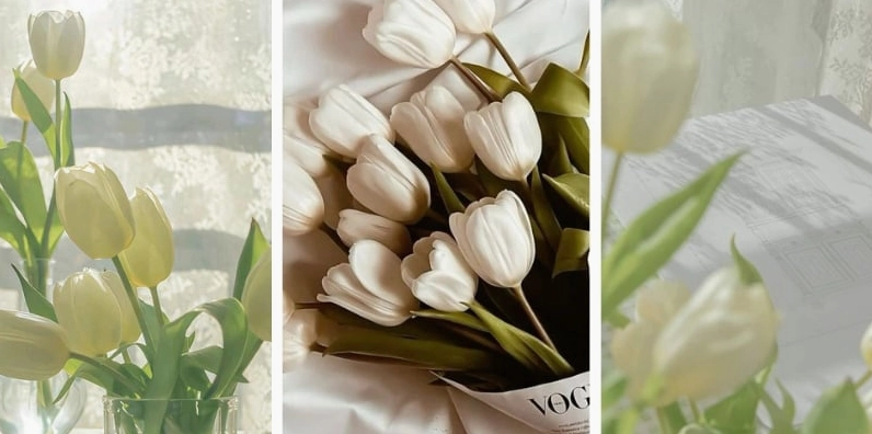 Hình nền điện thoại hoa tulip trắng