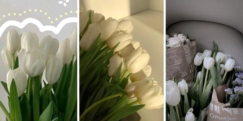 Hình nền điện thoại hoa tulip trắng