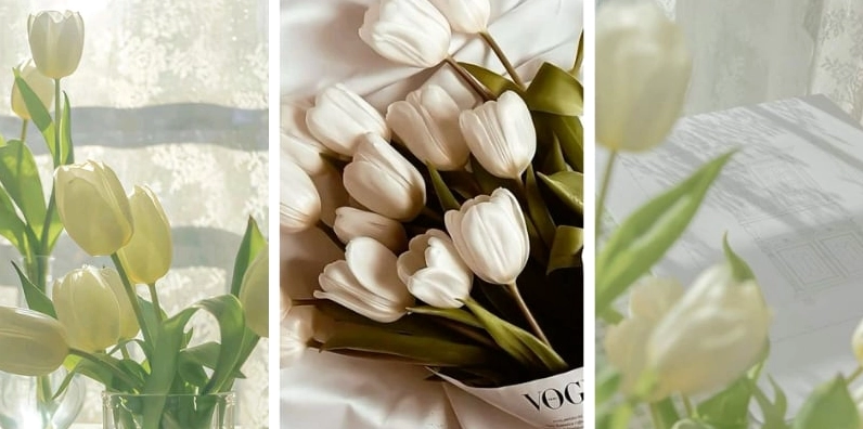 Hình nền điện thoại hoa tulip trắng đơn giản