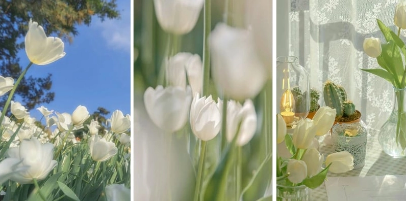 Hình nền điện thoại hoa tulip trắng lung linh