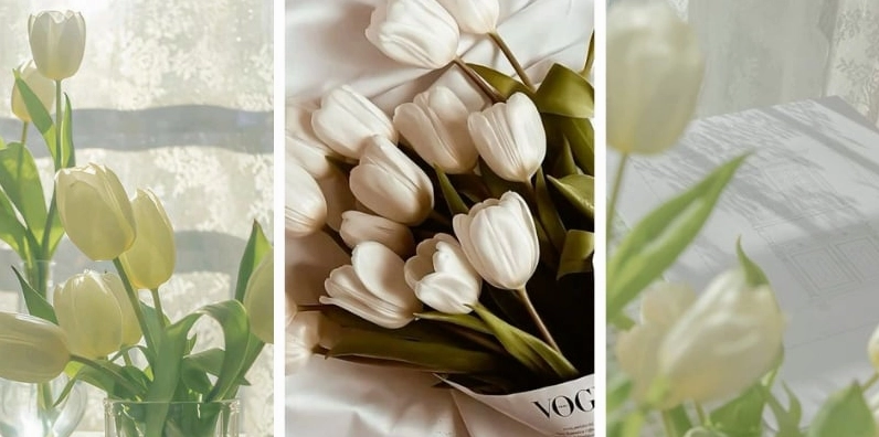 Hình nền điện thoại hoa tulip trắng thanh lịch