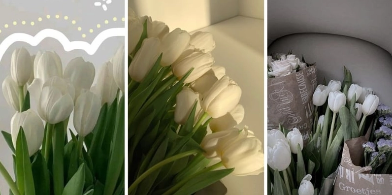 Hình nền điện thoại hoa tulip trắng tinh khôi