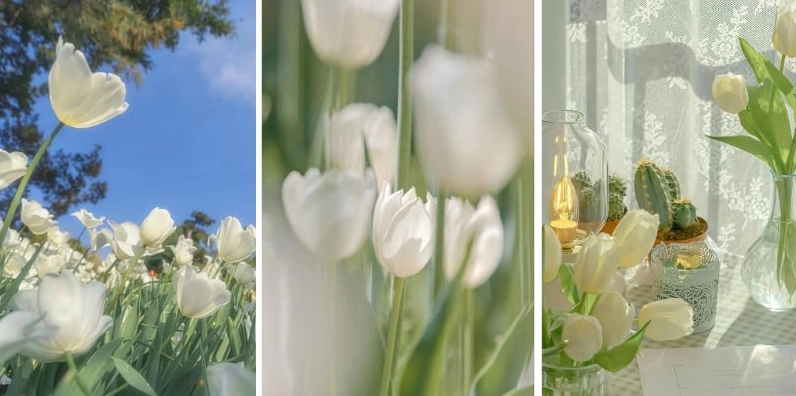 Hình nền điện thoại hoa tulip trắng tinh khôi