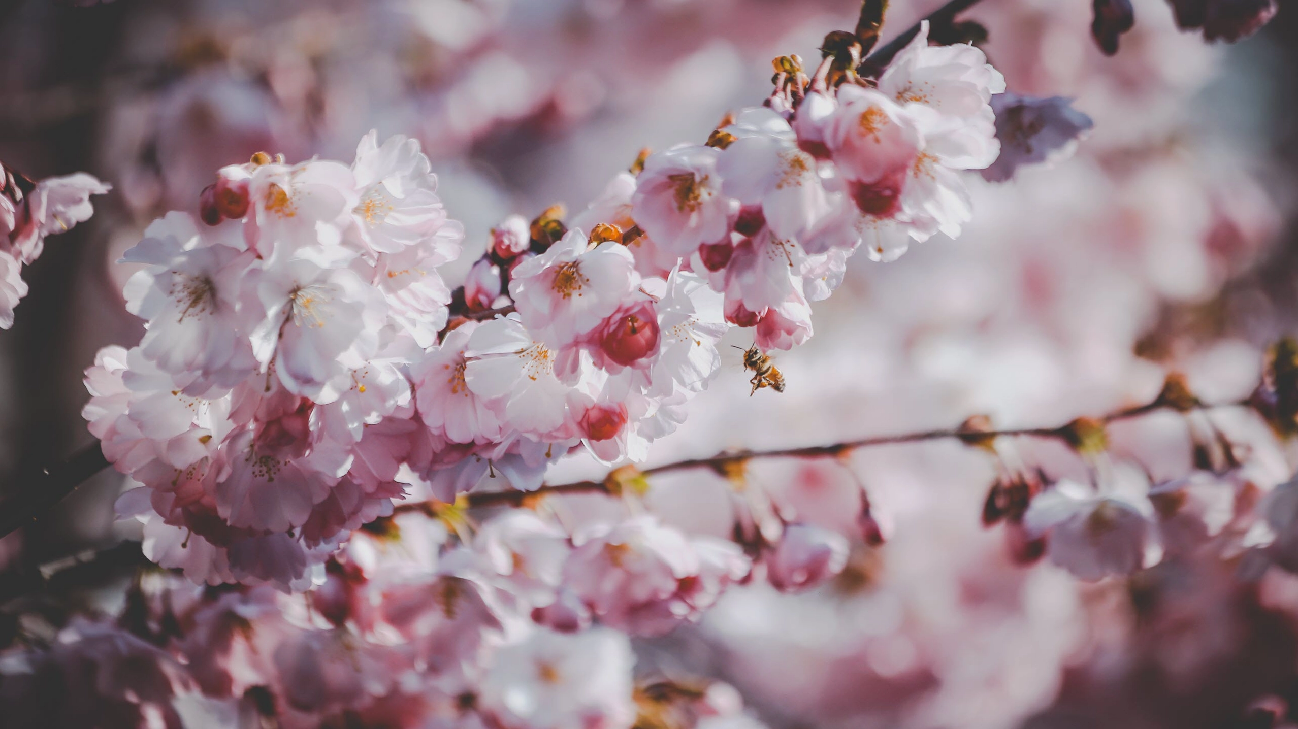 Hình nền hoa anh đào