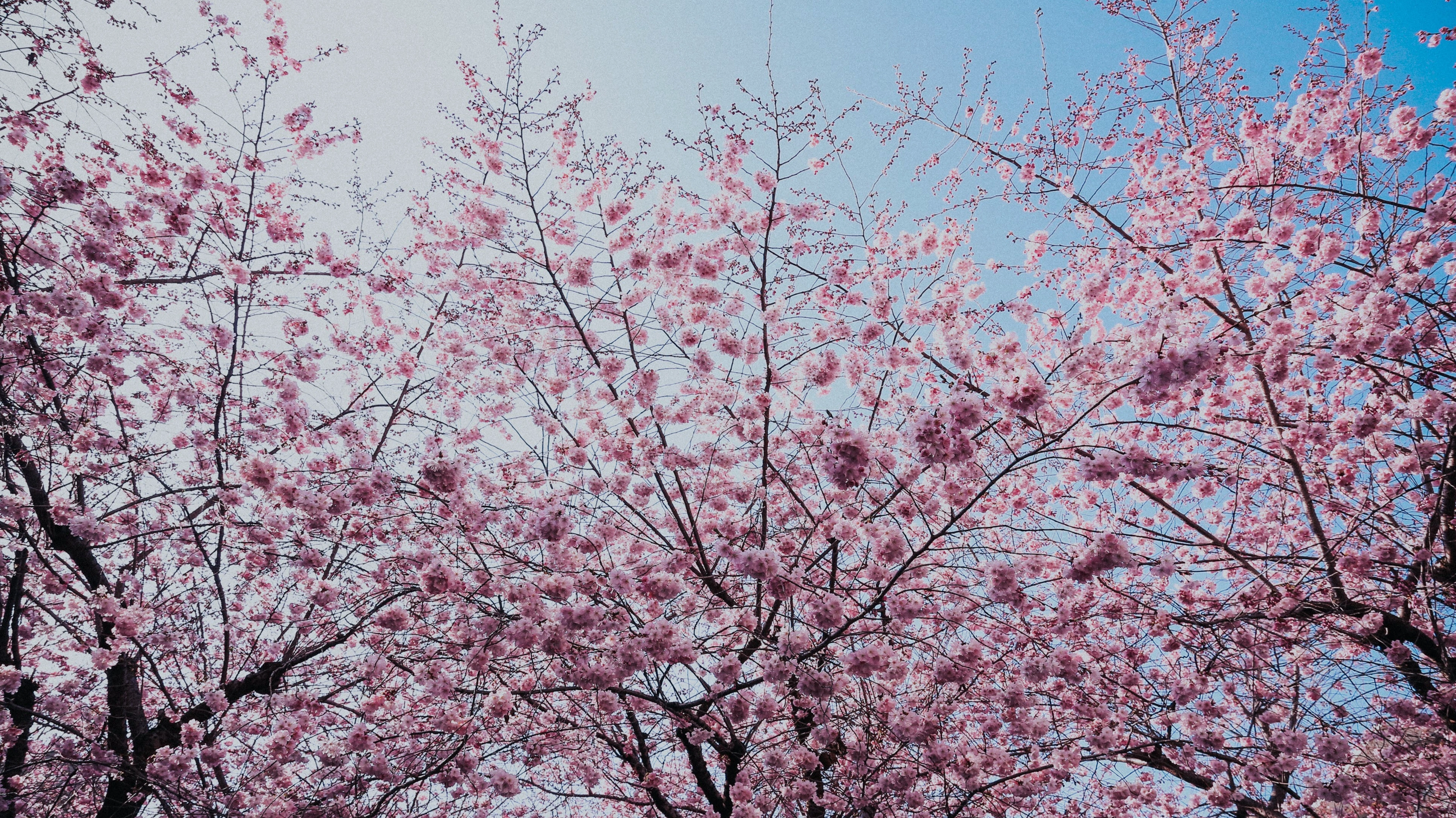 Hình nền hoa anh đào cực đẹp