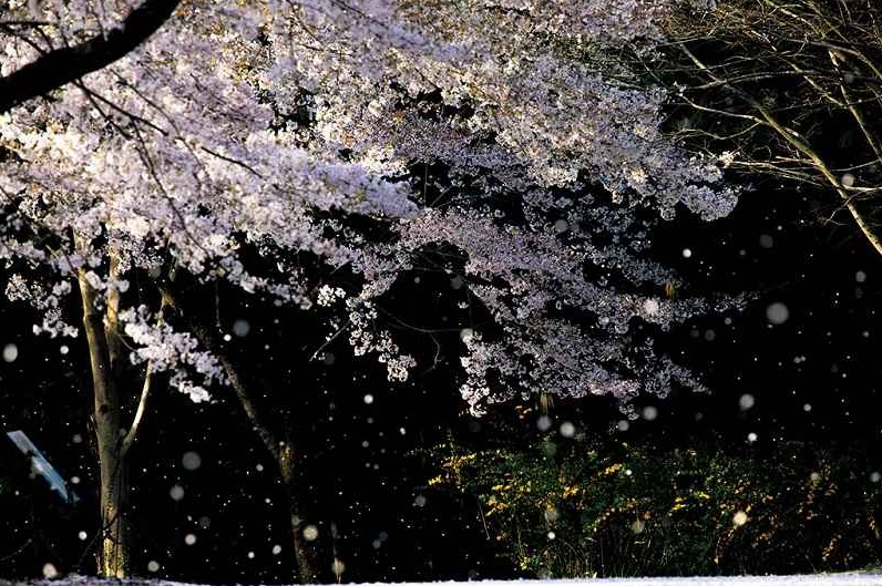 Hình nền hoa anh đào rơi rực rỡ