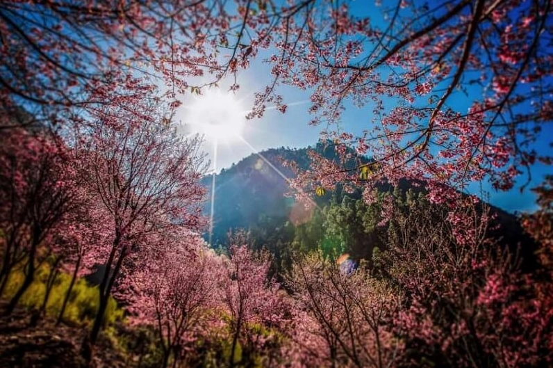 Hình nền hoa anh đào rơi sắc nét