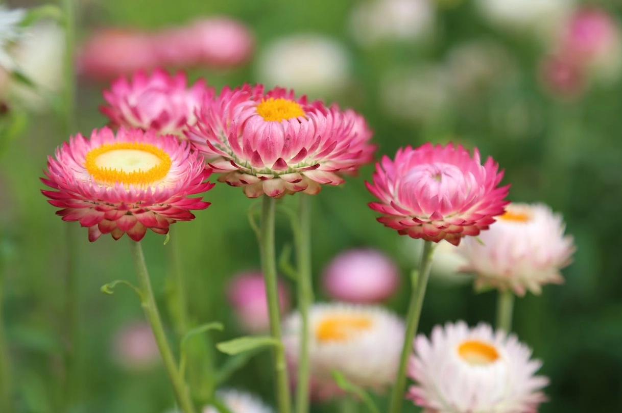 Hình nền hoa bất tử vàng rực rỡ