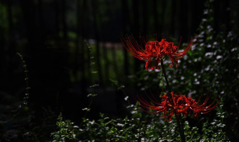 Hình nền hoa bỉ ngạn 4K cho máy tính