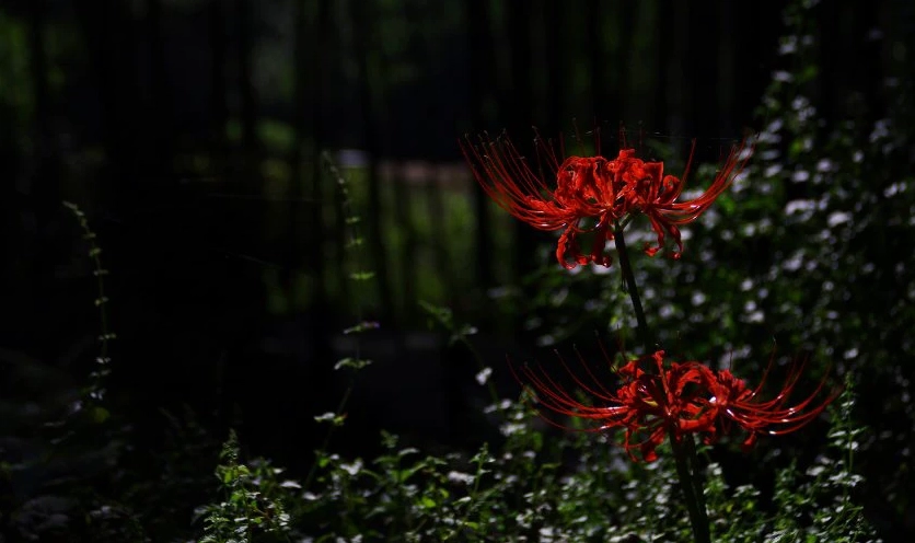 Hình nền hoa bỉ ngạn 4K cho máy tính