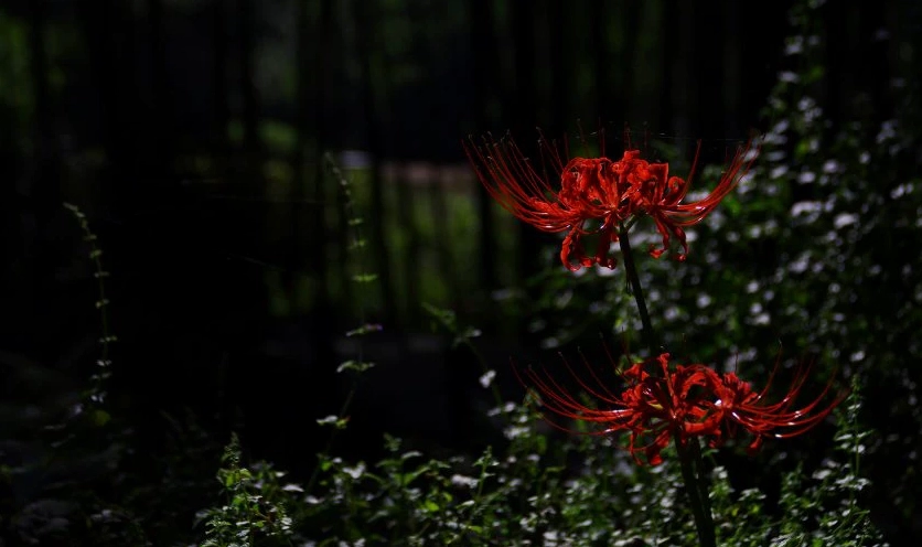 Hình nền hoa bỉ ngạn 4K cho máy tính