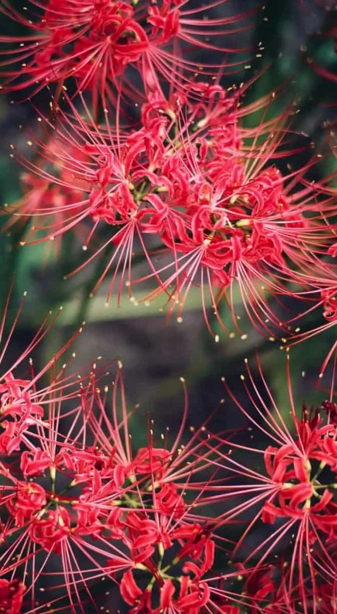 hình nền hoa bỉ ngạn 8k 1