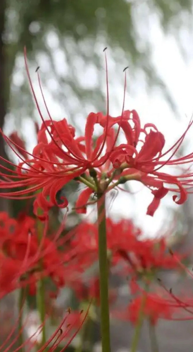 hình nền hoa bỉ ngạn 8k 2