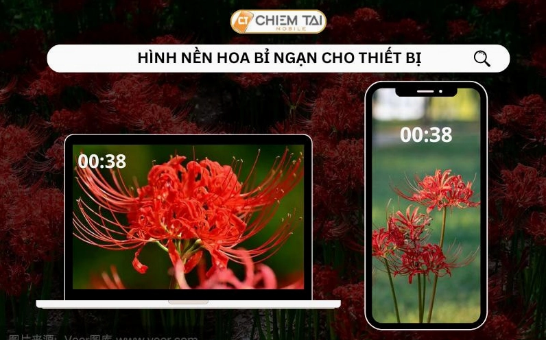 Hình nền hoa bỉ ngạn cho máy tính và điện thoại siêu đẹp