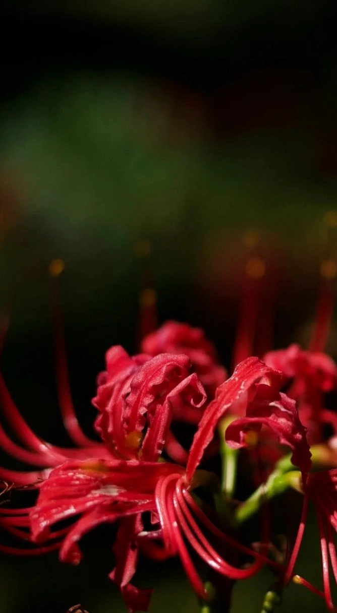 Hình nền hoa bỉ ngạn vintage 2