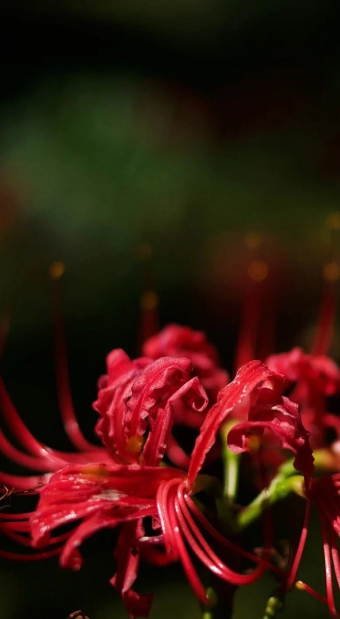 Hình nền hoa bỉ ngạn vintage 2