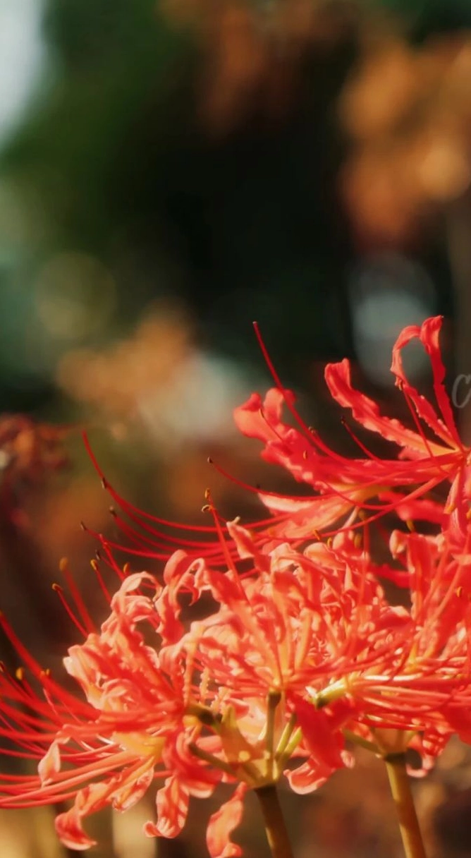 Hình nền hoa bỉ ngạn vintage 3