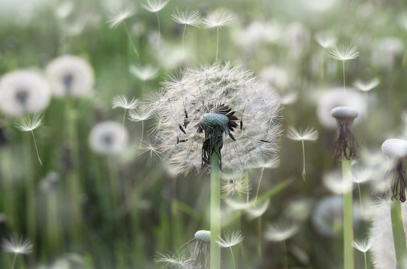 Hình nền hoa bồ công anh bay trong gió