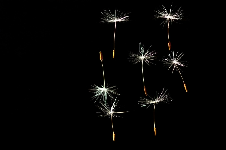 Hình nền hoa bồ công anh tím dọc cho điện thoại chuẩn nét