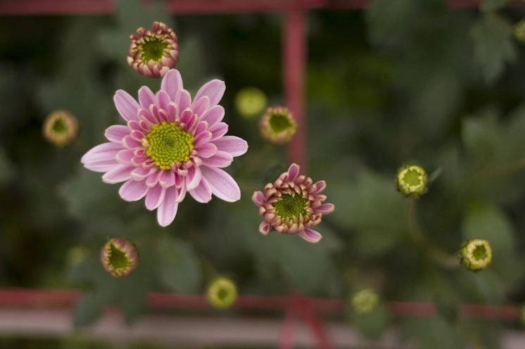 Hình nền hoa cỏ mùa xuân dịu dàng