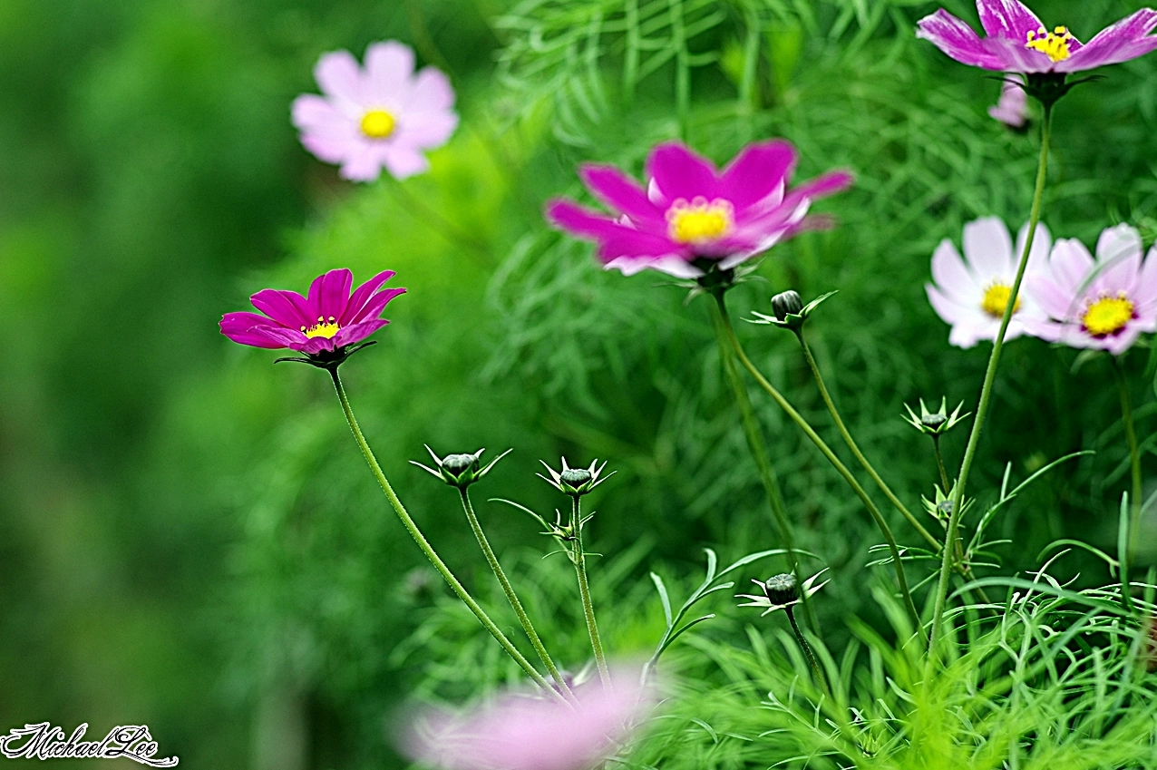 Hình nền hoa cỏ nghệ thuật