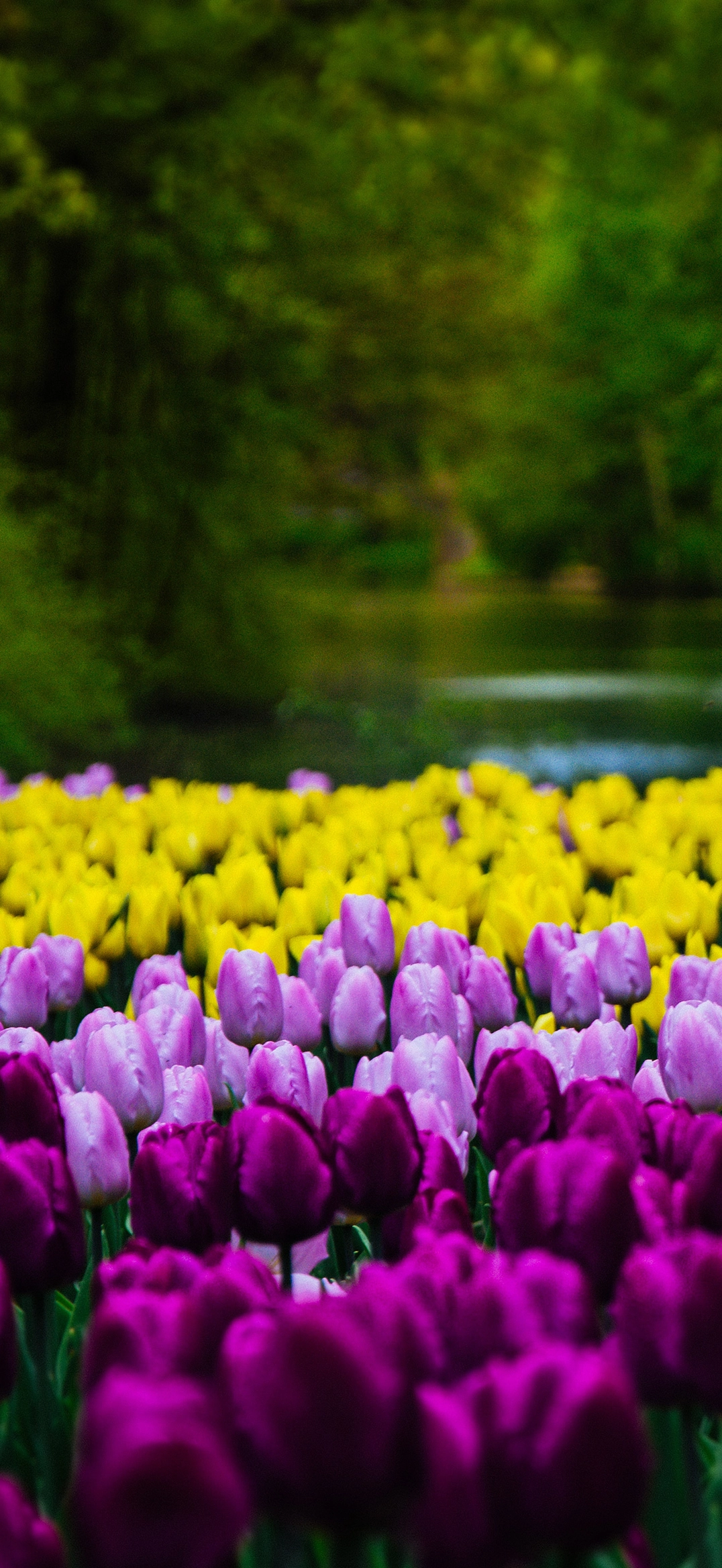 Hình nền hoa cỏ xuân tinh tế