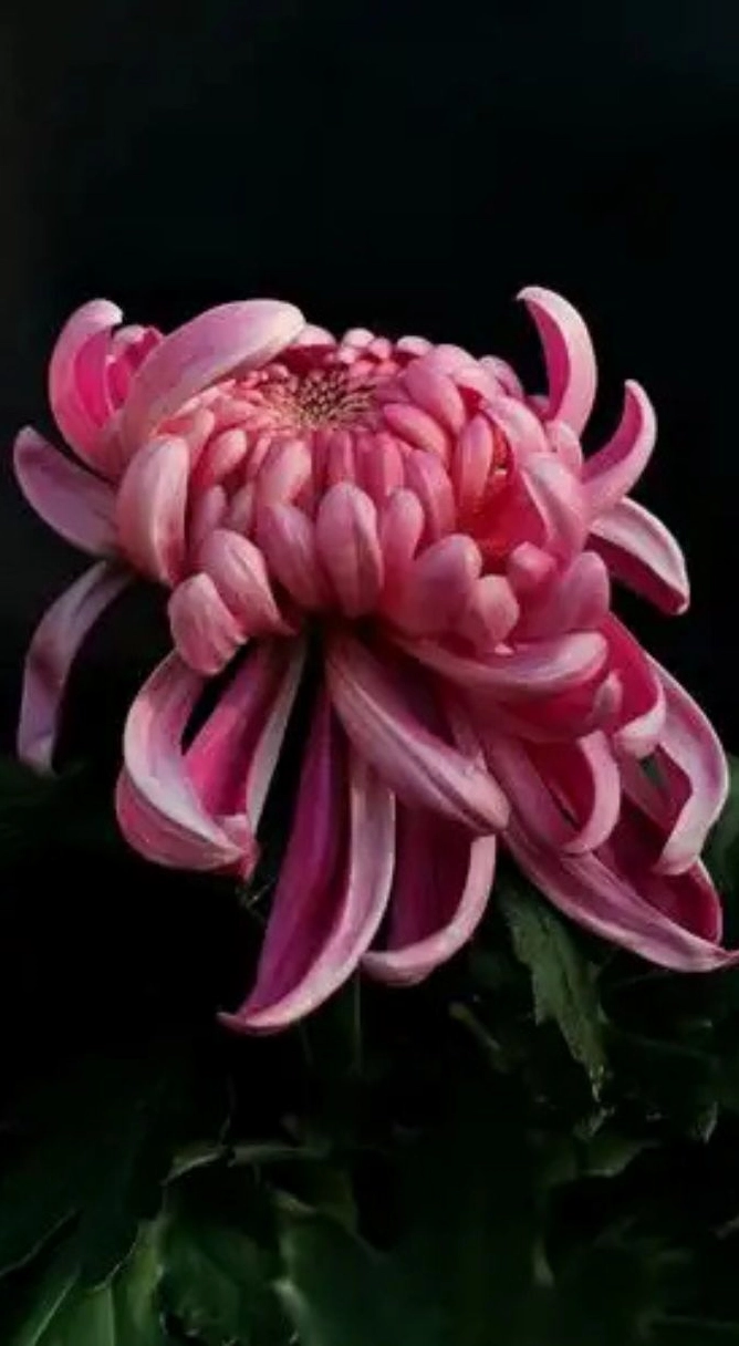 Hình nền hoa cúc 2 nghệ thuật