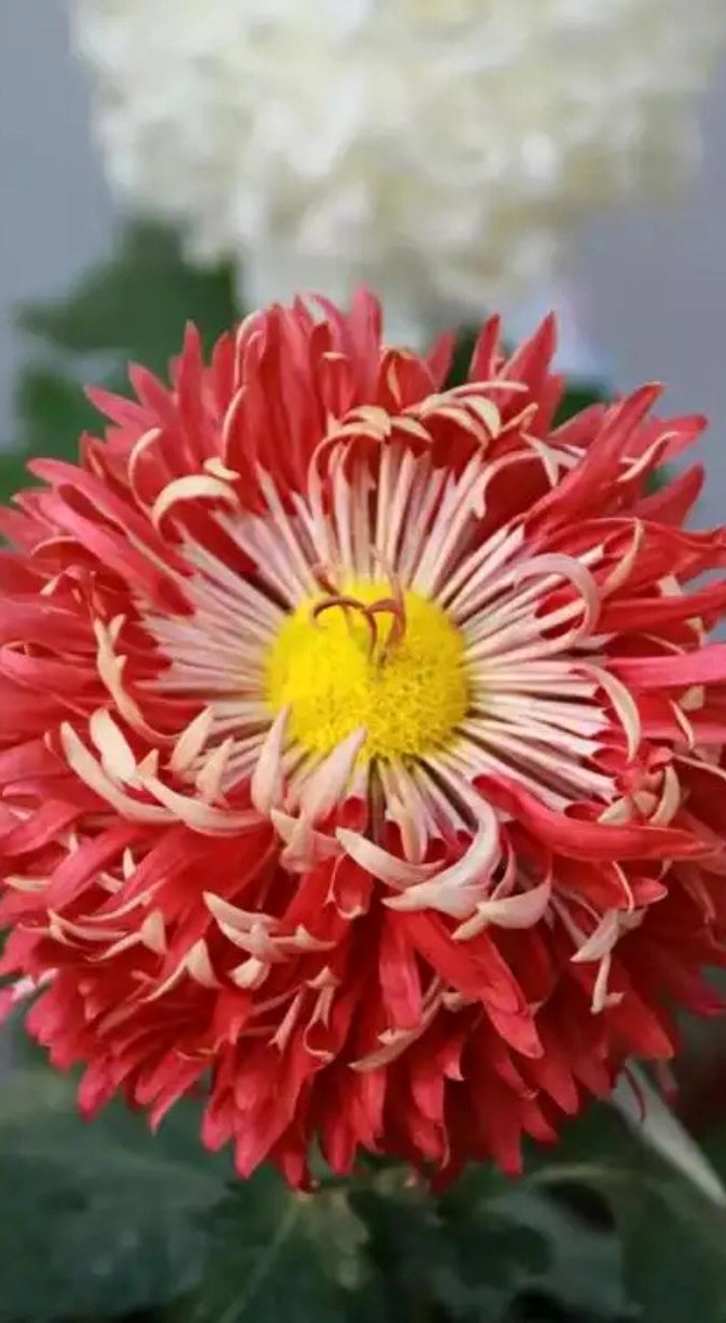 Hình nền hoa cúc 3 độc đáo