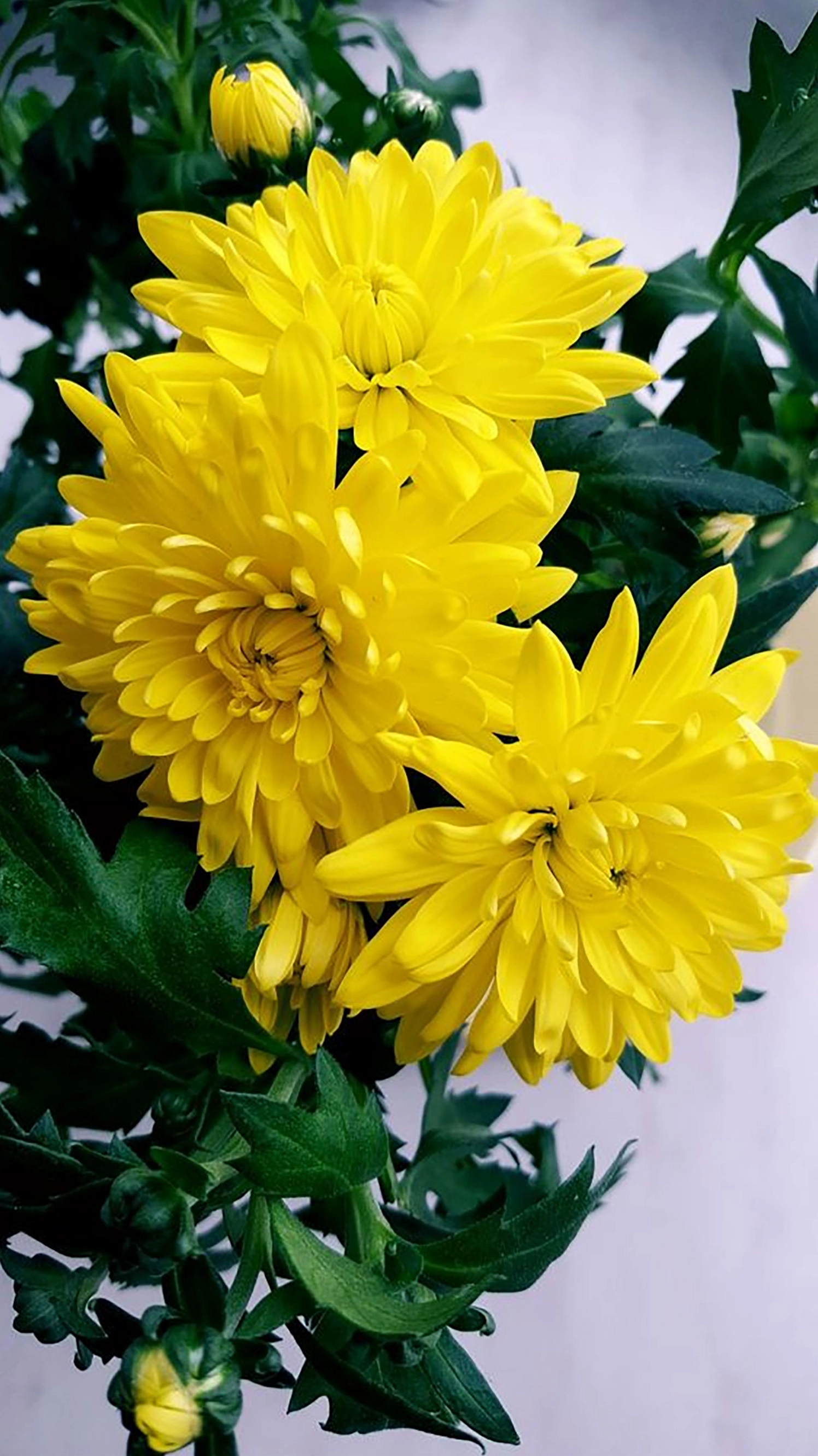 Hình nền hoa cúc cho điện thoại chất lượng cao sống động