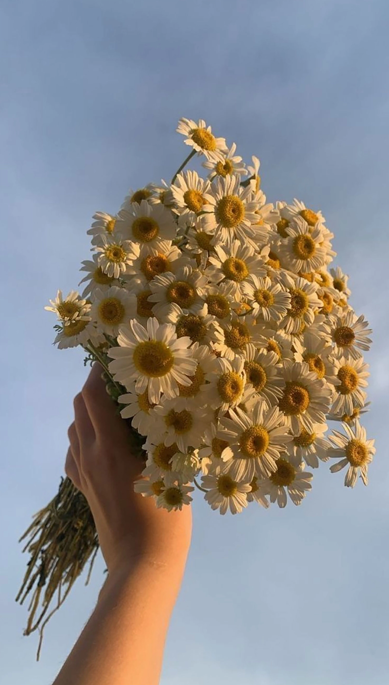 Hình nền hoa cúc cho điện thoại chill