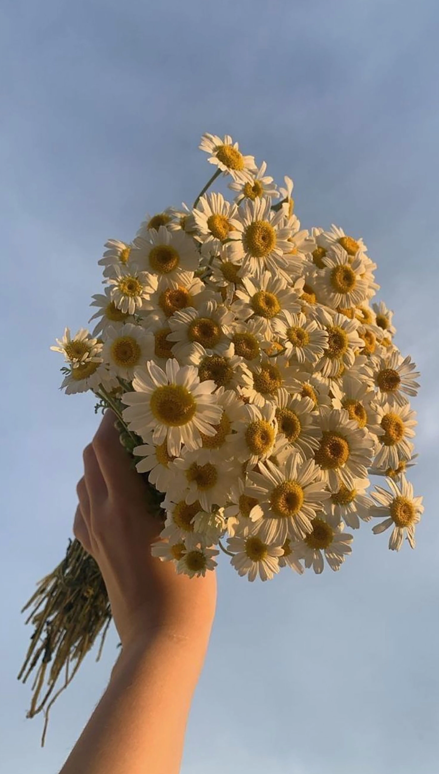 hinh-nen-hoa-cuc-cho-dien-thoai-chill