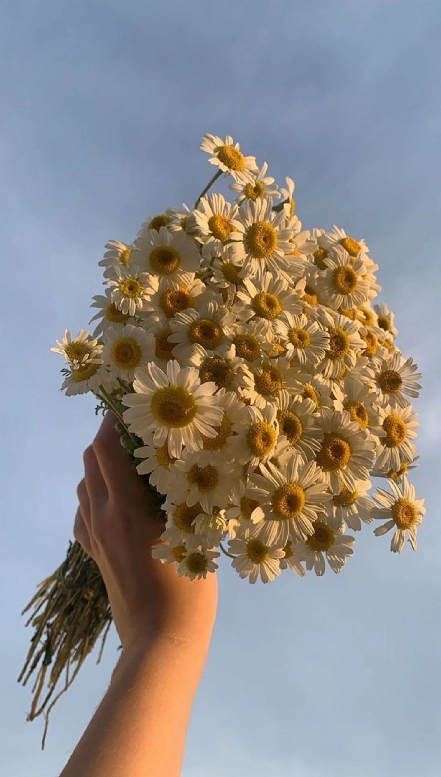 Hình nền hoa cúc cho điện thoại chill bình yên