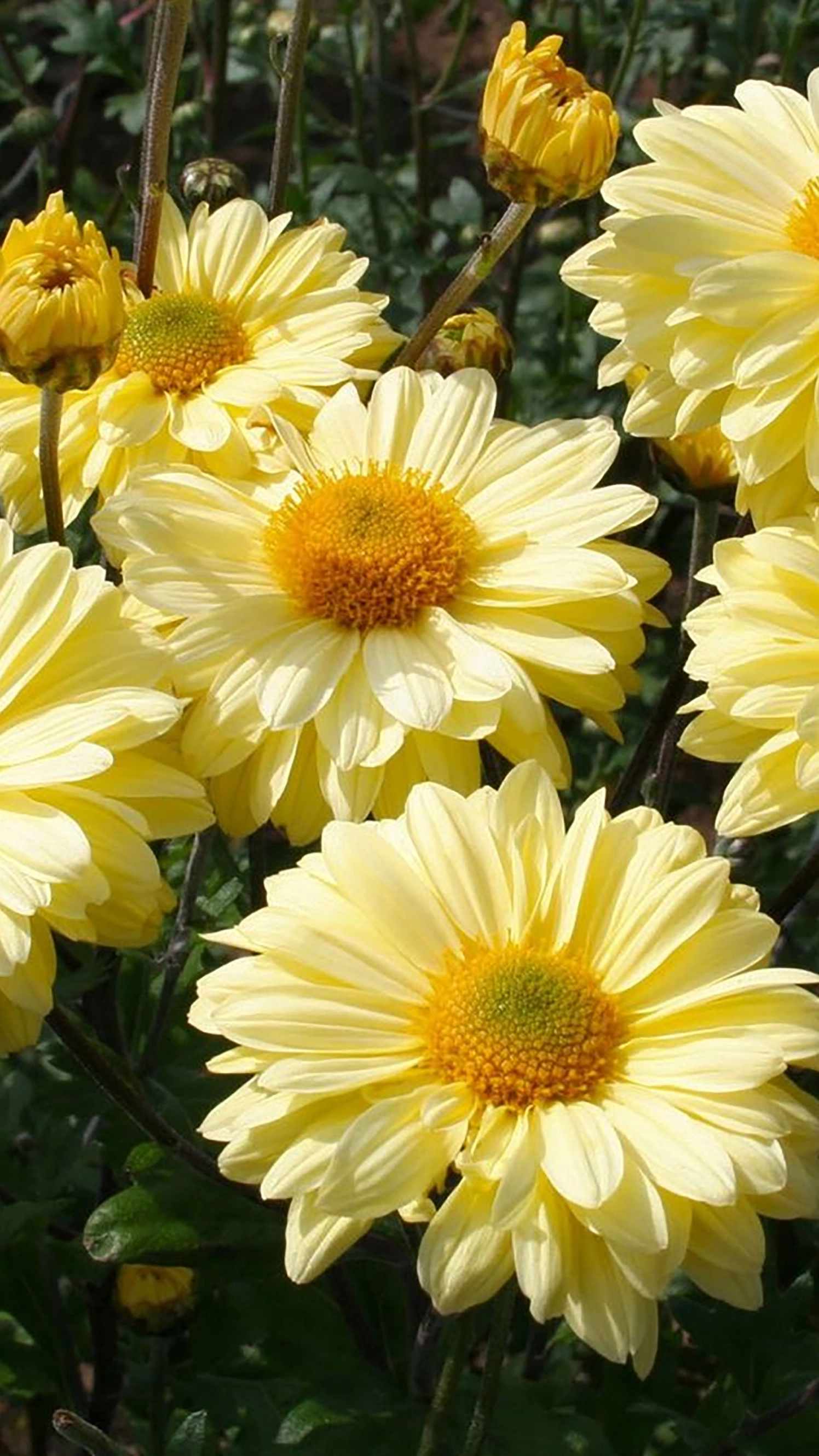 Hình nền hoa cúc cho điện thoại cực đẹp