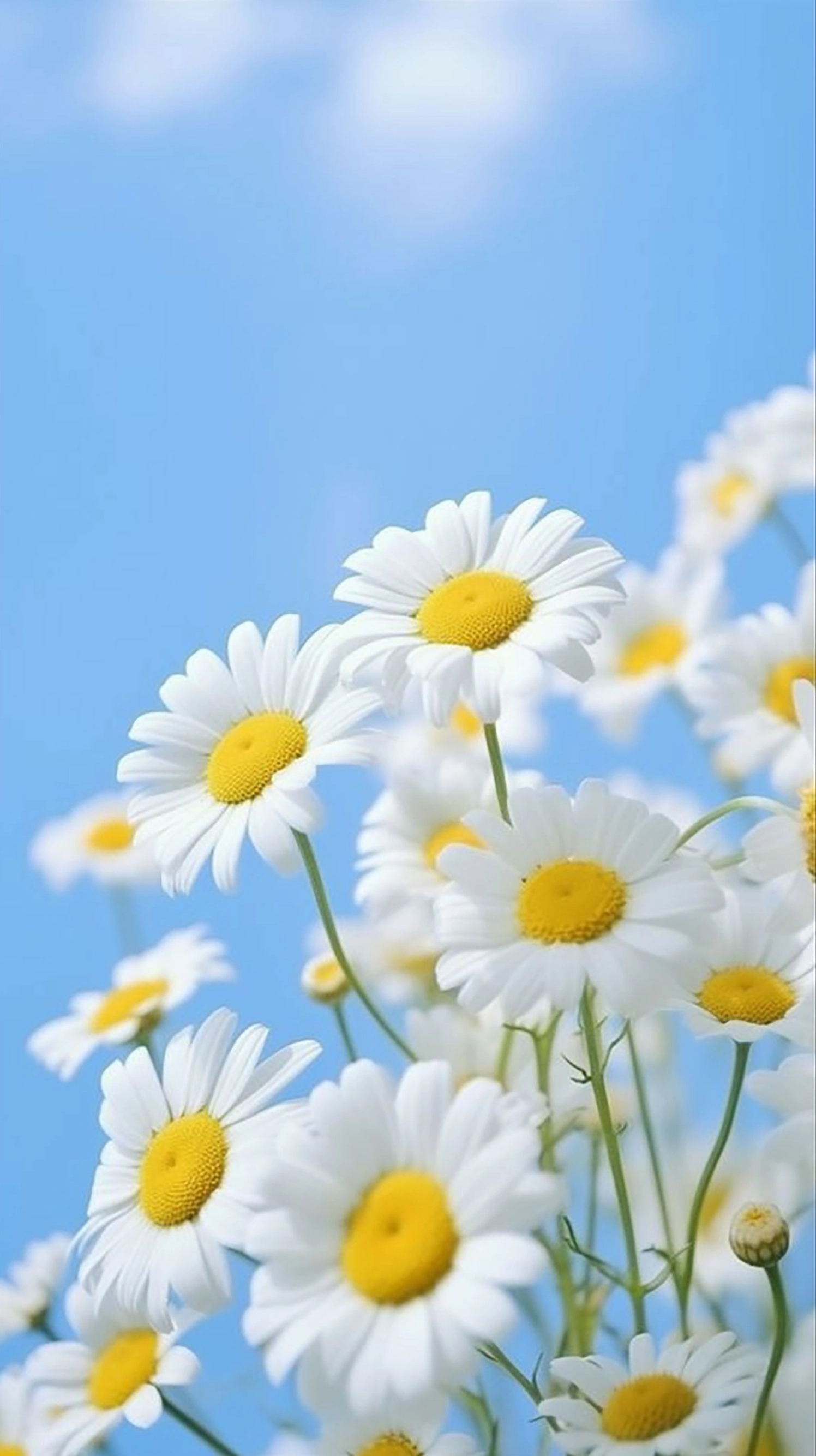 Hình nền hoa cúc cho điện thoại cực nét