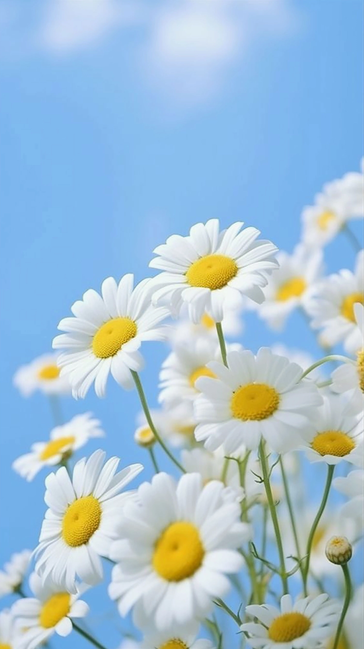 Hình nền hoa cúc cho điện thoại cực nét