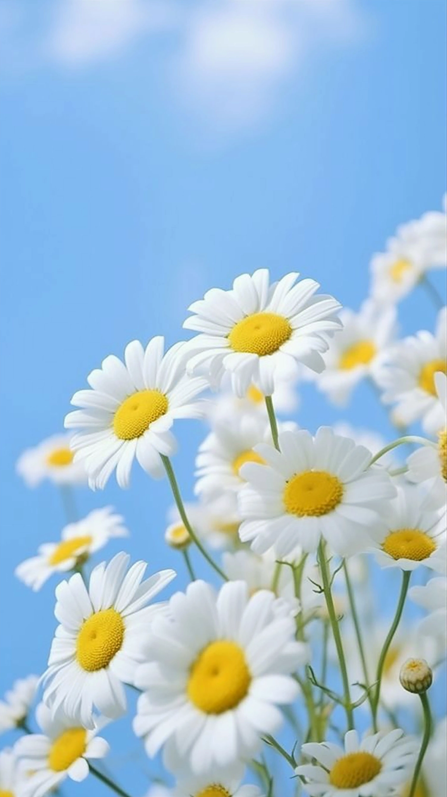 Hình nền hoa cúc cho điện thoại cực nét