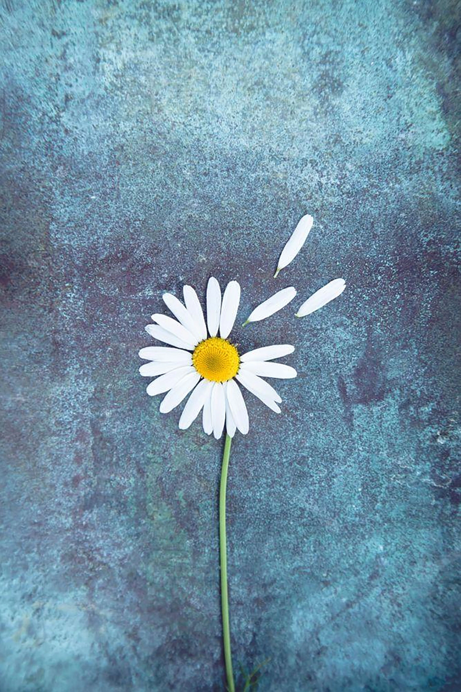 Hình nền hoa cúc cho điện thoại độc đáo