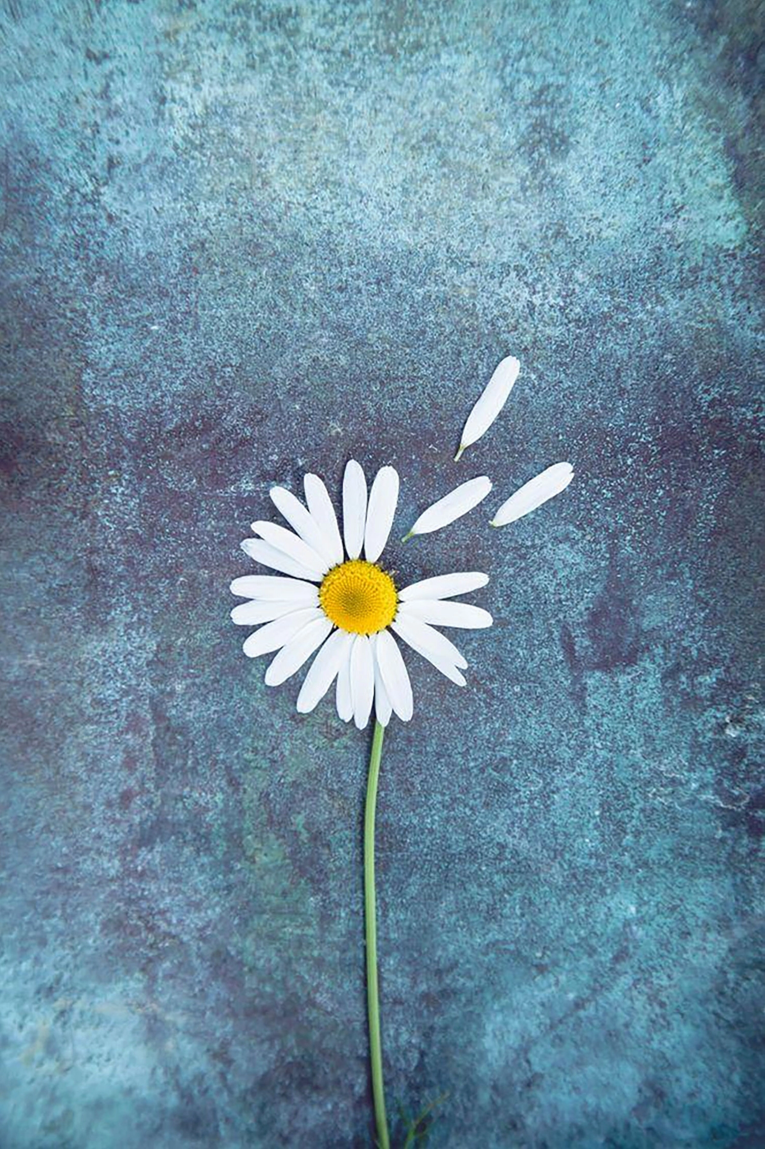 hinh-nen-hoa-cuc-cho-dien-thoai-doc-dao