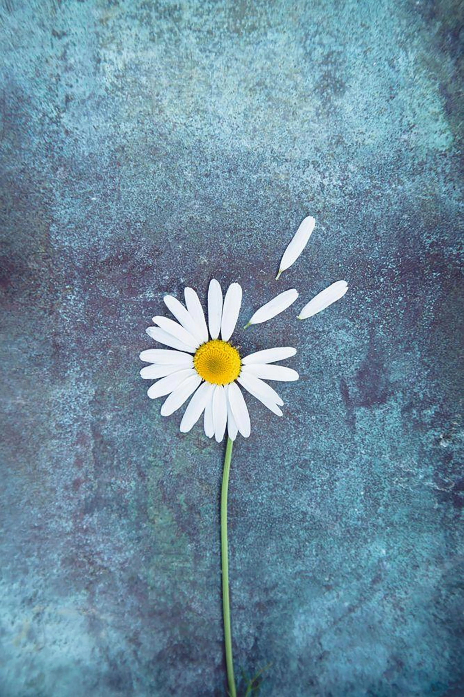 Hình nền hoa cúc cho điện thoại độc đáo