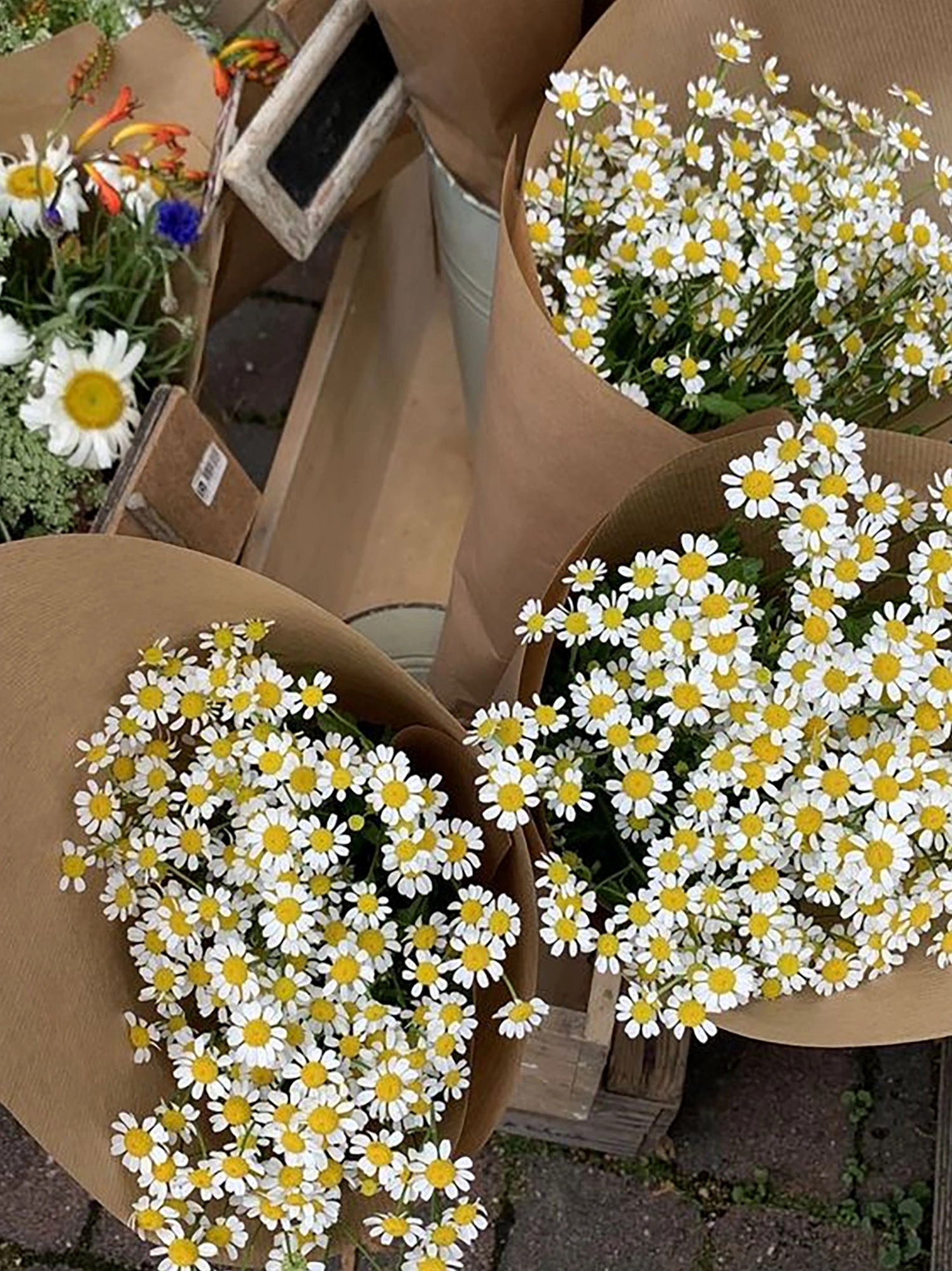 hinh-nen-hoa-cuc-cho-dien-thoai-sieu-dep-mat