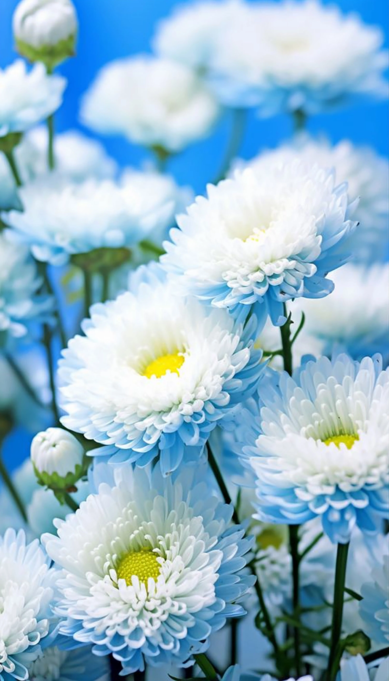 Hình nền hoa cúc cho điện thoại siêu nét